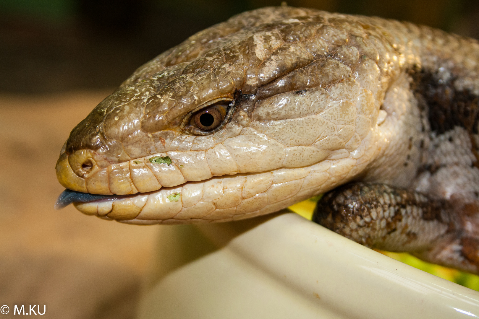 Blauzungenskink (Tiliqua scincoides)