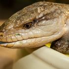 Blauzungenskink (Tiliqua scincoides)