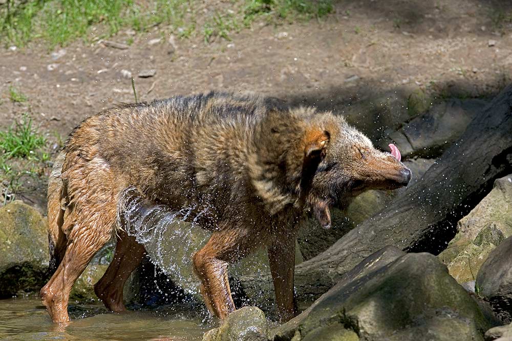 Blbläähhblllll ! Wasser in den Ohren die 2.te