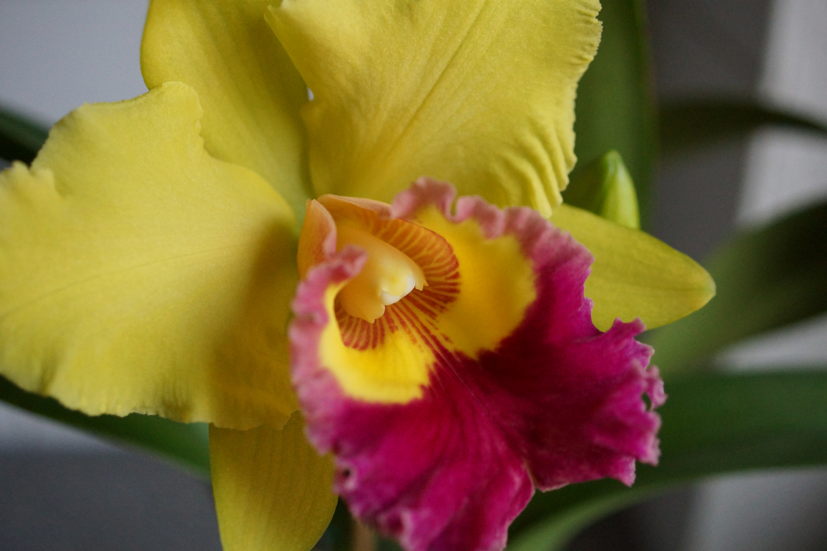 BLC. Chunyeah #17 gelbe Orchidee