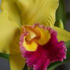 BLC. Chunyeah #17 gelbe Orchidee