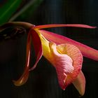 Blc. "Yellow Bird"