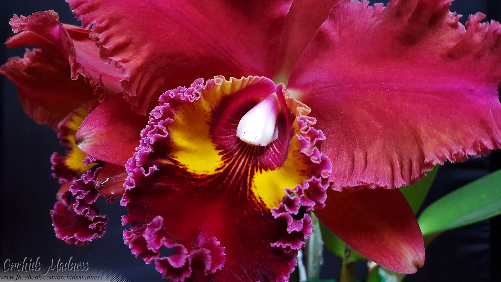 Blc.Sanyung Ruby 'Chi Mei'