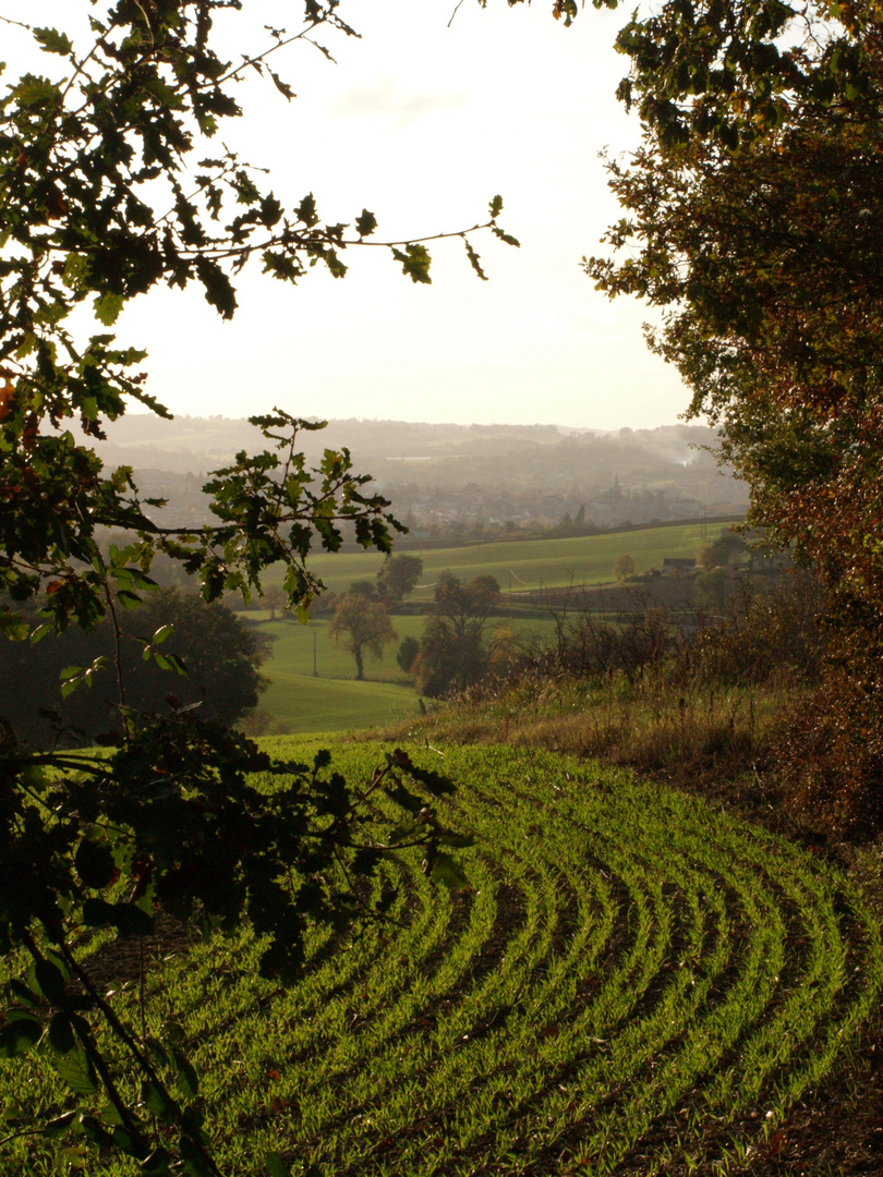 Blé d’hiver en novembre