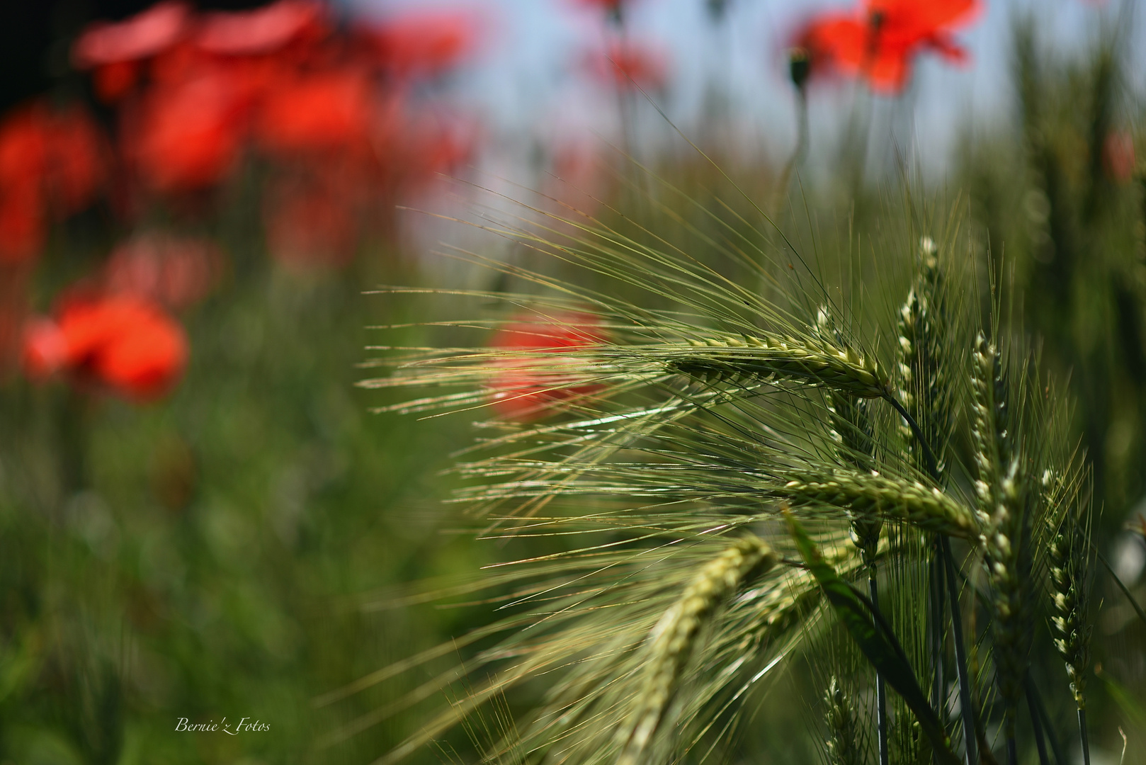 Blé en herbe