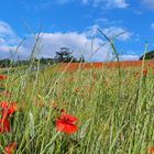 Blé et coquelicots