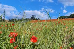 Blé et coquelicots