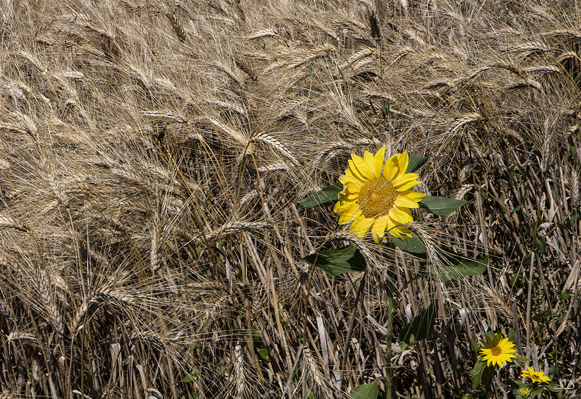 Blé et tournesol  