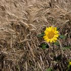 Blé et tournesol  