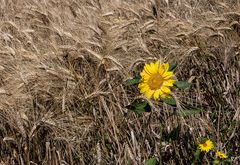 Blé et tournesol  