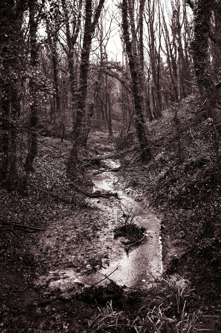 Bleak midwinter in the Forest