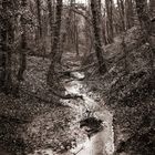 Bleak midwinter in the Forest