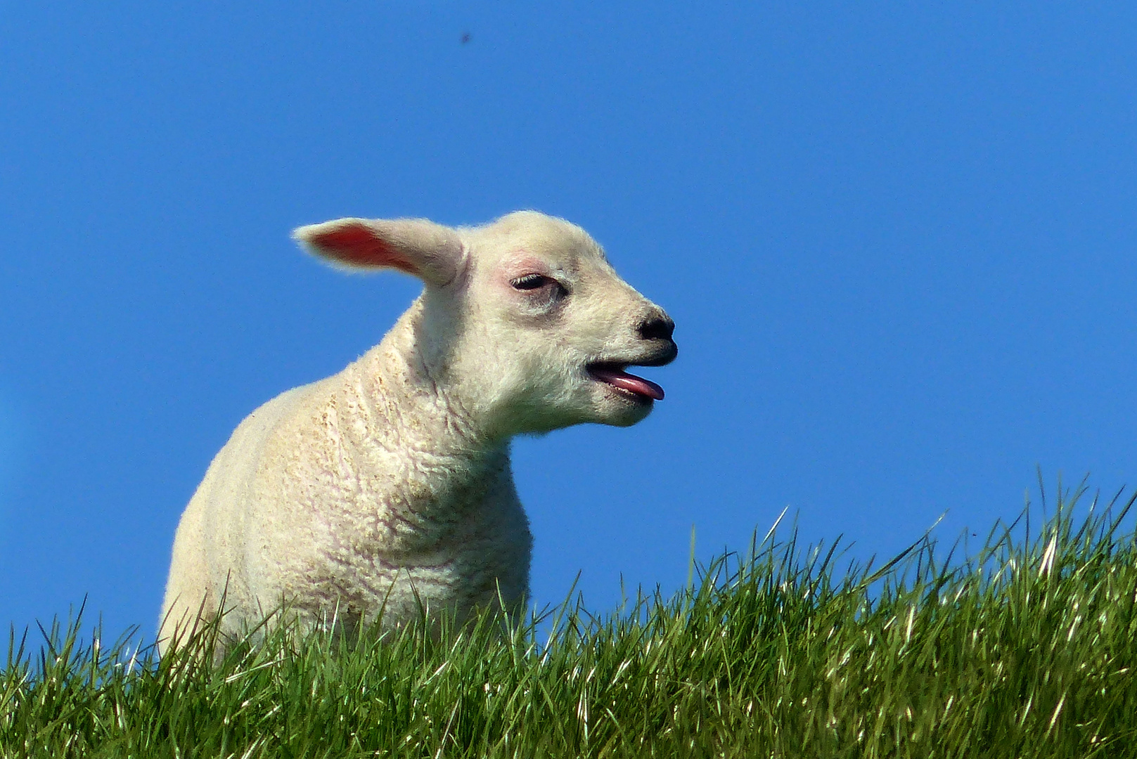 Bleating Lamb Photo Image Nature Lamb Images At Photo Community