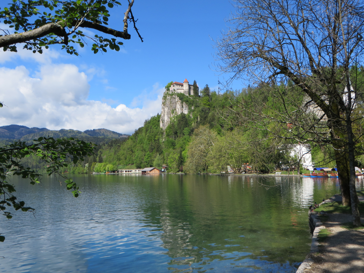 Bled II