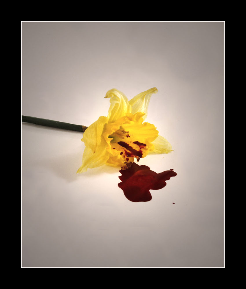 bleeding daffodile