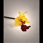 bleeding daffodile