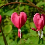 Bleeding Heart