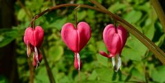 Bleeding Heart