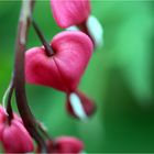 bleeding heart...