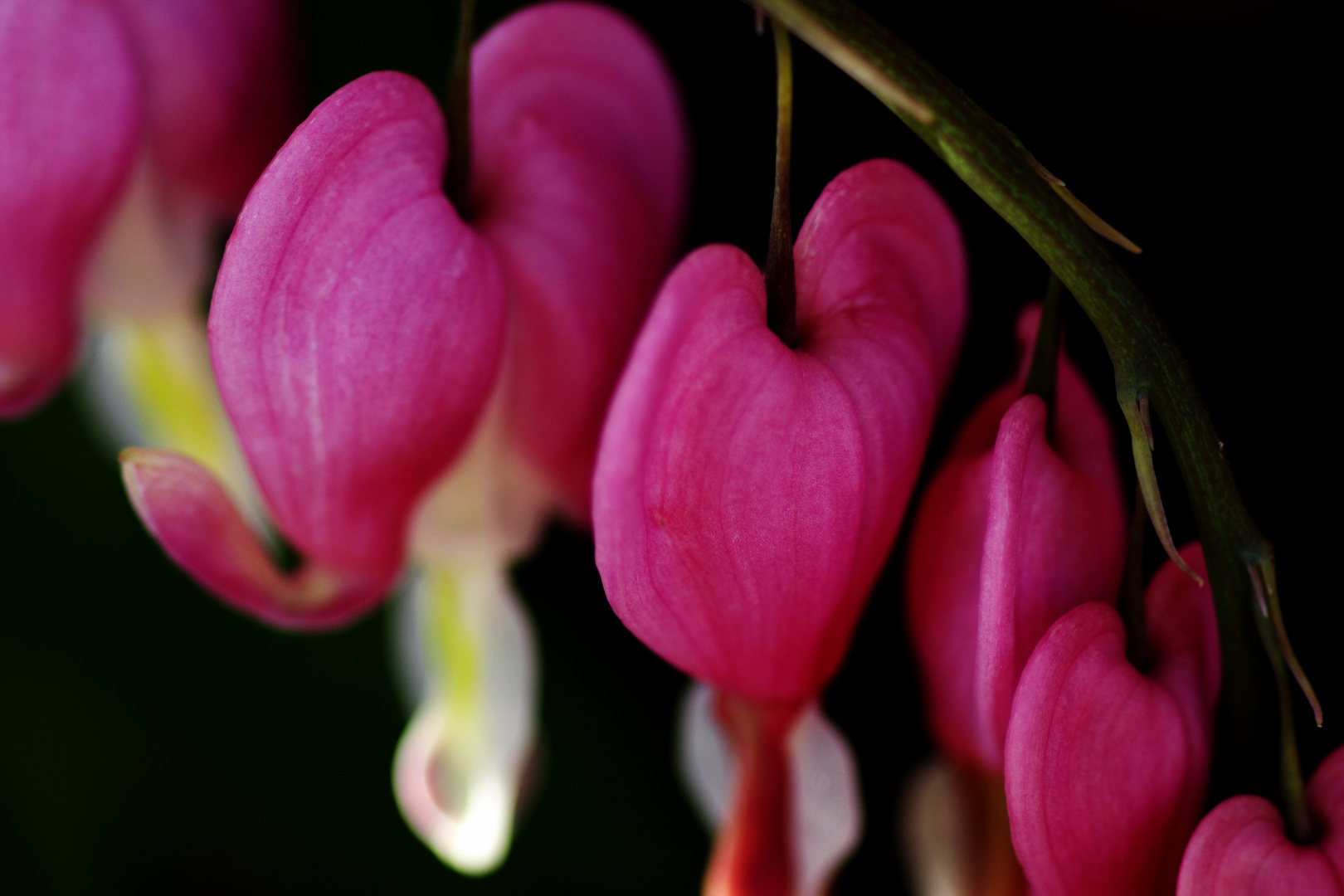 Bleeding Heart