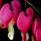 Bleeding Heart