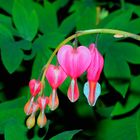 Bleeding Heart