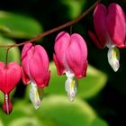 Bleeding Heart