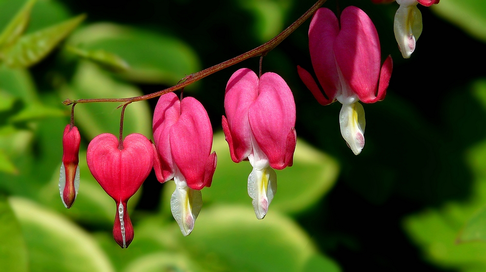 Bleeding Heart