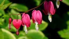 Bleeding Heart