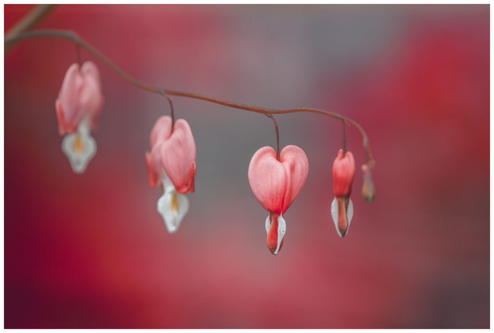 ~~ Bleeding Heart ~~