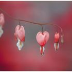 ~~ Bleeding Heart ~~