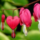 Bleeding Heart 