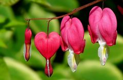 Bleeding Heart 