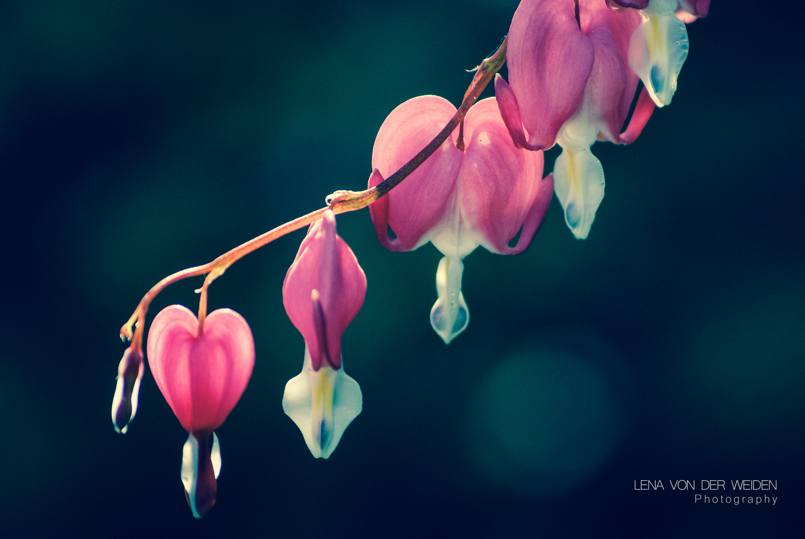 Bleeding Heart