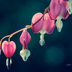 Bleeding Heart