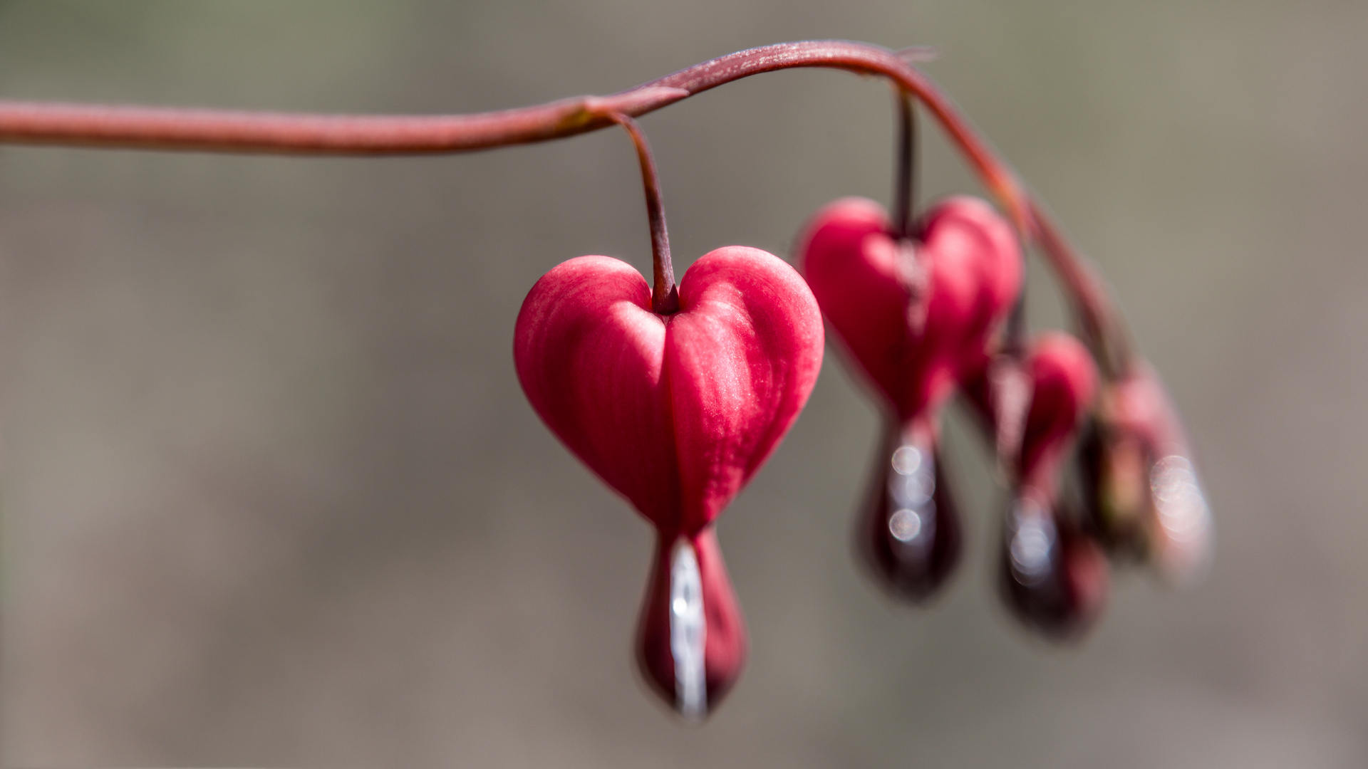 Bleeding heart