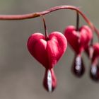 Bleeding heart