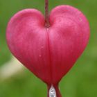 Bleeding Heart