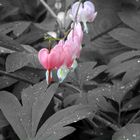 Bleeding Heart Two