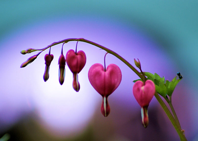 Bleeding Hearts