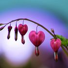 Bleeding Hearts