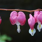 bleeding hearts