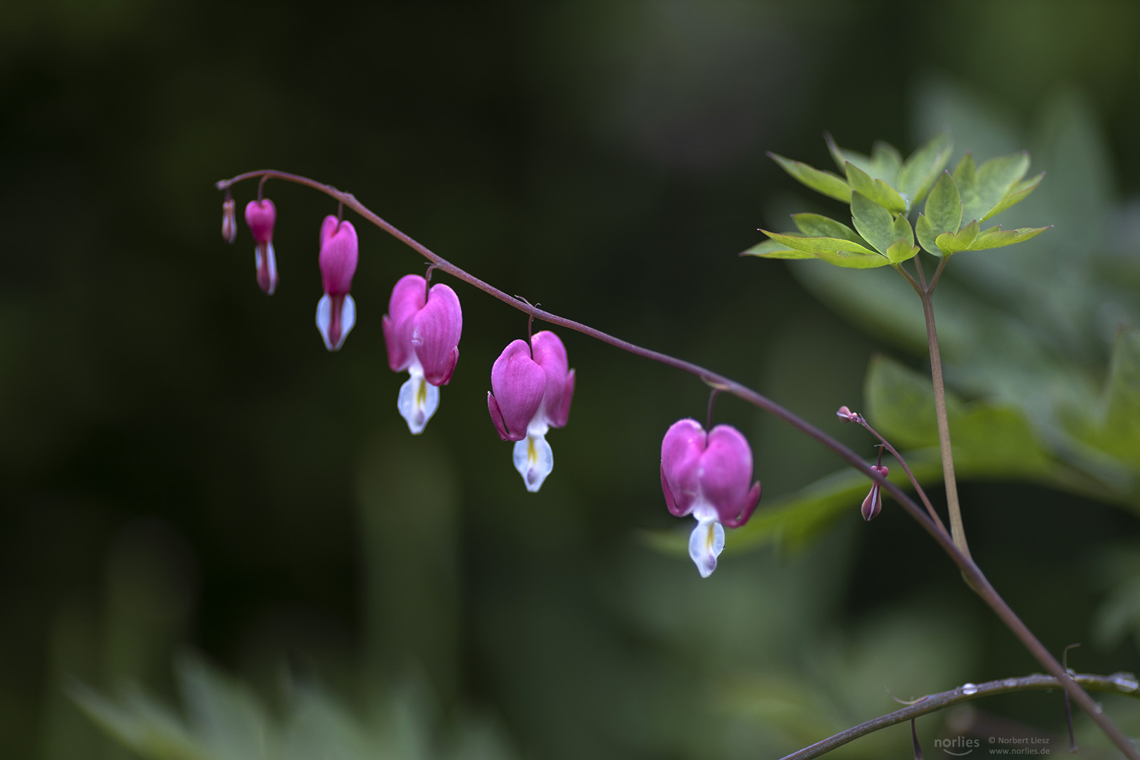 Bleeding hearts