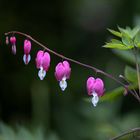 Bleeding hearts