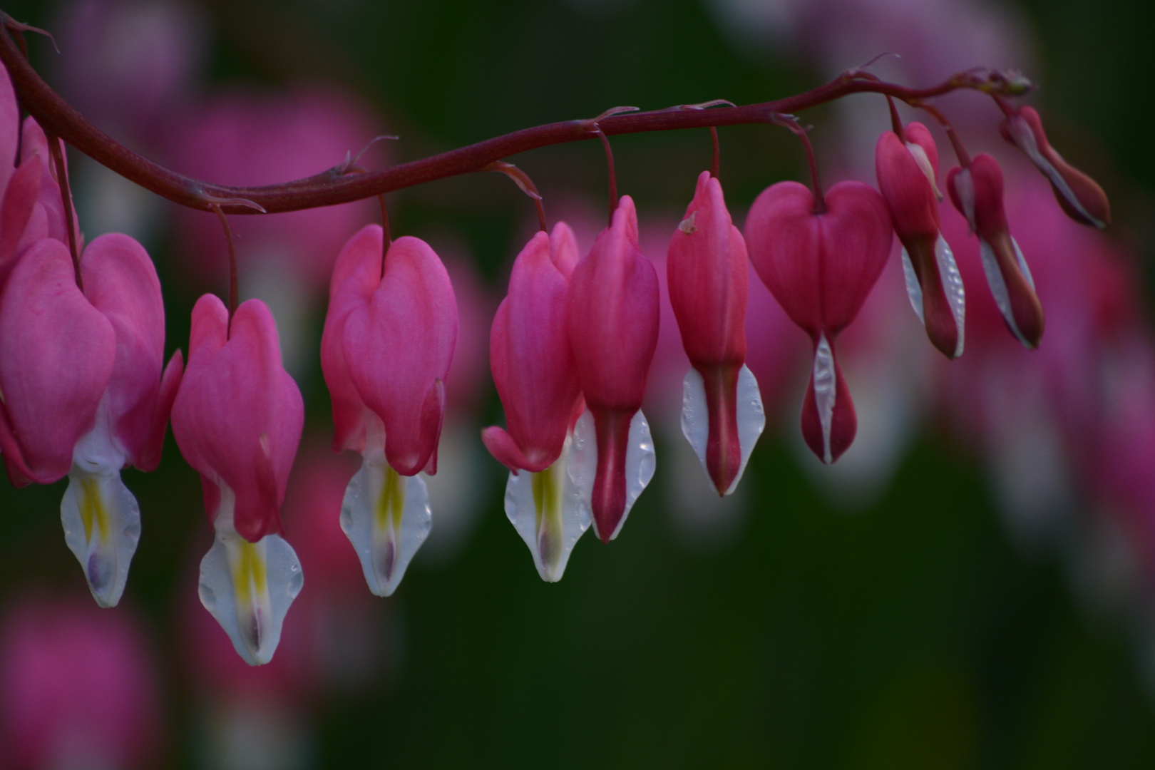 bleeding hearts