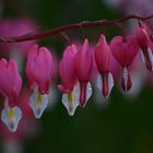 bleeding hearts