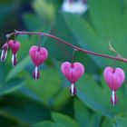 "Bleeding Hearts"