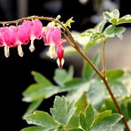 bleeding hearts