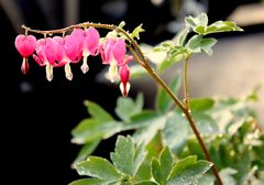 bleeding hearts