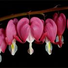 Bleeding Hearts Closeup